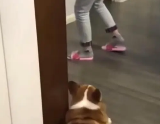 天生演员！主人脚伤走路瘸了，柯基学得惟妙惟肖