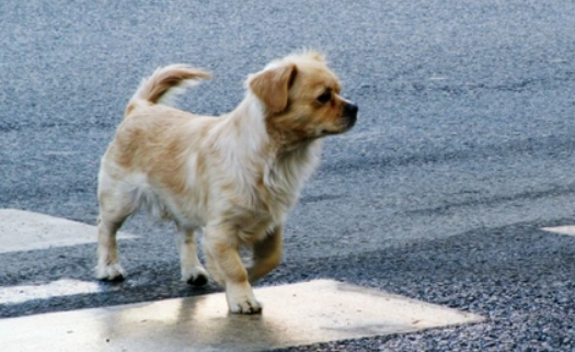 宠物犬横穿马路导致交通事故,责任谁来承担? 宠物犬横穿马路导致交通事故,责任谁来承担?