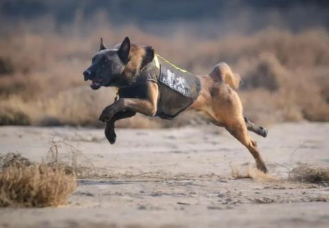 再见！兰州安宁公安送别退役警犬