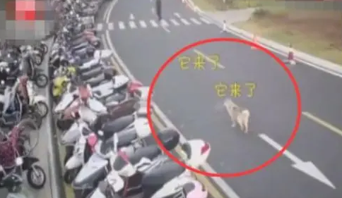 连狗都盯上外卖员了，趁着外卖员去送餐，熟练从车上叼走外卖