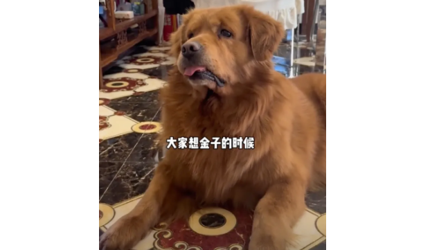 网红狗“金子”生病离世,主人把它的亲生弟弟接回家,看哭千万网友… 网红狗“金子”生病离世,主人把它的亲生弟弟接回家,看哭千万网友…