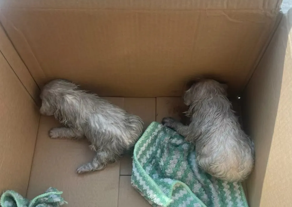 垃圾桶传来惨叫，靠近一看老头竟拿棍子捅六只奶狗…