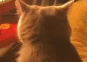 猫咪烤火,一不小心头顶开始冒烟了,网友:这是烤糊了吗 猫咪烤火,一不小心头顶开始冒烟了,网友:这是烤糊了吗