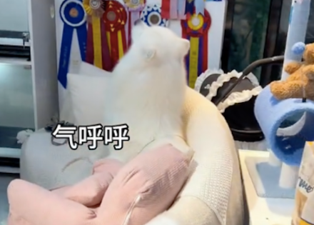 主人接寄养的狗迟了，它生气得扭过头假装看不见