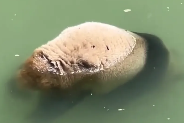 四川一河道发现大熊猫尸体