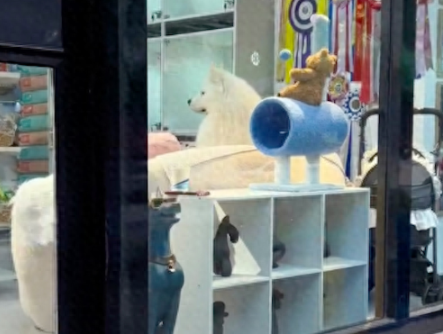 主人接寄养的狗迟了，它生气得扭过头假装看不见