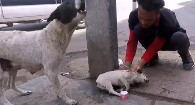 流浪小狗被撞伤，疼得大声叫喊，狗妈求助路人