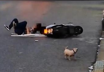 爱犬吓到电瓶车主致摔伤骨折