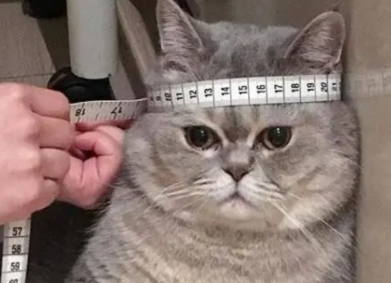 猫咪的帽子戴不进去，主人说是因为猫胖，猫咪委屈的都要哭了