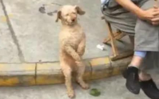 狗狗天天跟大爷生活，坐姿也成了大爷的模样