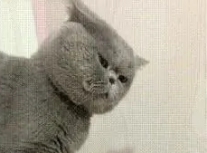 猫咪：你别指我！主人：我就指，你能把我咋地？猫咪：我能打你