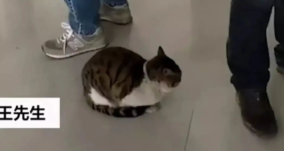 成精了！内蒙古一狸花猫在食堂随人“排队打饭”，标准姿势逗人乐