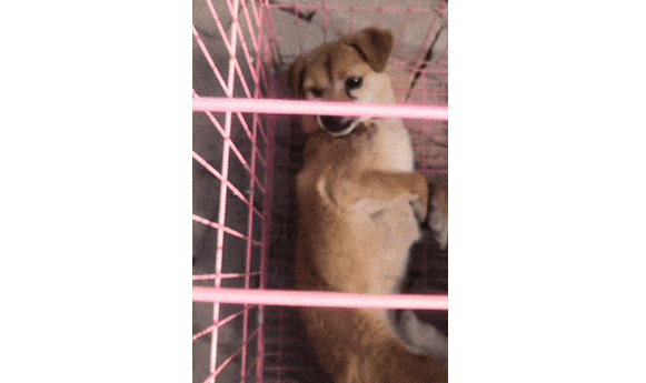 骨瘦如柴的狗狗蜷缩在树根下瑟瑟发抖，但却超警惕...