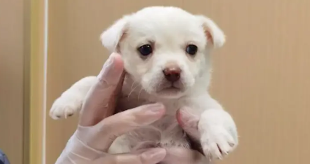 出差偶遇只垃圾桶旁的小狗，从此命运改变，短短一年走向狗生巅峰