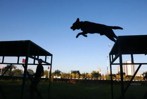 走进警犬基地，带您探访警中“汪汪队”