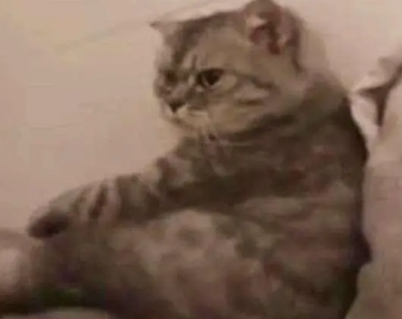 猫咪做错事，被主人拍了一巴掌，瞬间怒了