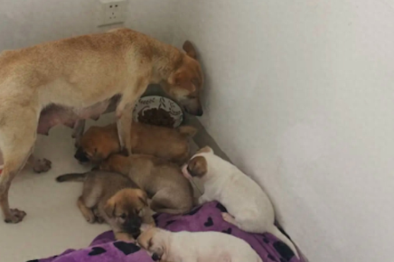 男子骗可以帮忙照顾流浪狗，却背地全偷走卖掉了