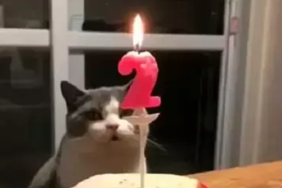 铲屎官给小猫过生日，猫咪一掌拍灭蜡烛，网友：这气场我给满分