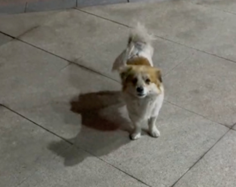 在小区生活的流浪狗，投喂很久仍有戒备心