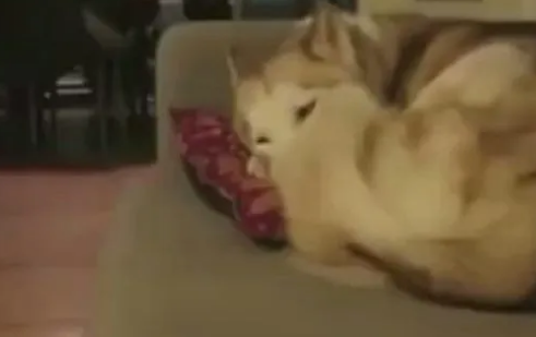 猫咪把哈士奇当成了垫子,上去之前还要先按一按软不软 猫咪把哈士奇当成了垫子,上去之前还要先按一按软不软