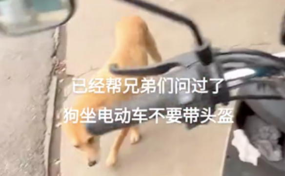网友骑电动车带狗出去玩，为免被罚让其下去跑！