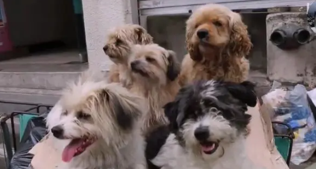 5只流浪狗被捡荒者收养，出门总对路人微笑