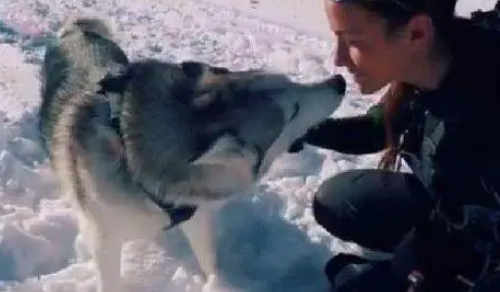 主人把哈士奇带到了雪地,这才是哈士奇正确打开方式啊 主人把哈士奇带到了雪地,这才是哈士奇正确打开方式啊