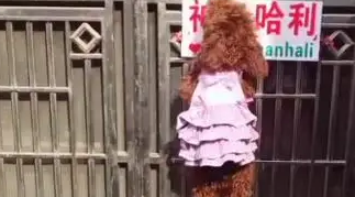 几只小贼狗趁主人出门,自己开门出去玩,还把主人关在外面! 几只小贼狗趁主人出门,自己开门出去玩,还把主人关在外面!