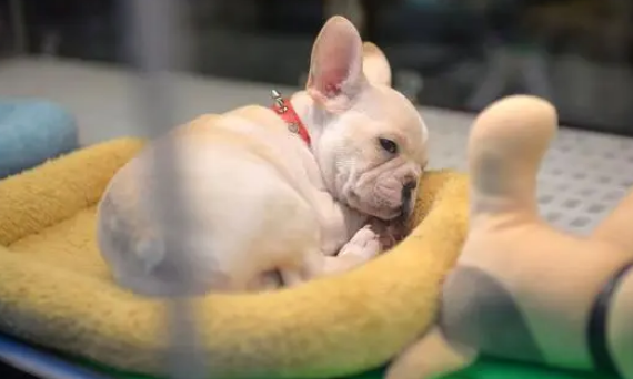 辽宁一小哥送餐到宠物店，狗狗们夹道欢迎，给小哥吓得默默退到店