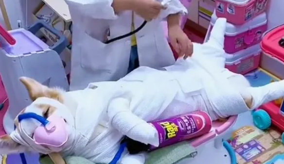 这只柯基每天都要生病，配得上“影帝”头衔