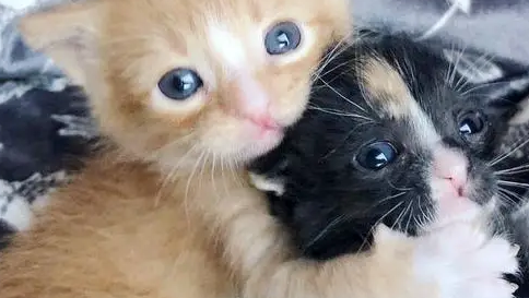 2只小奶猫，刚出生就被抛弃，相依为命直到遇到新主人！