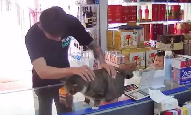 辽宁一男子进店购物,结果被老板养的猫吸引了,撸猫撸得忘了购物 辽宁一男子进店购物,结果被老板养的猫吸引了,撸猫撸得忘了购物