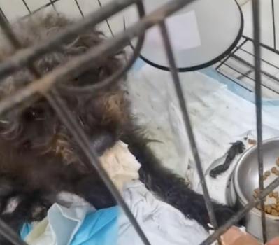 泰迪犬疑似被故意遗弃到山上，身上毛发脏乱后腿也断了