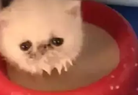 小奶猫误把奶粉当洗澡水,它毫不犹豫往里一蹲,结果就悲剧了 小奶猫误把奶粉当洗澡水,它毫不犹豫往里一蹲,结果就悲剧了