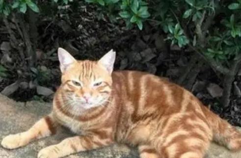 为了收编流浪橘猫，宠主每天花5个小时陪伴，最终得到它的信任