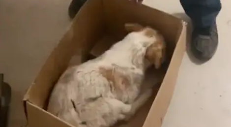 狗狗生病被遗弃,在路边抽搐了3天无人问津,最终被放牛娃救起 狗狗生病被遗弃,在路边抽搐了3天无人问津,最终被放牛娃救起