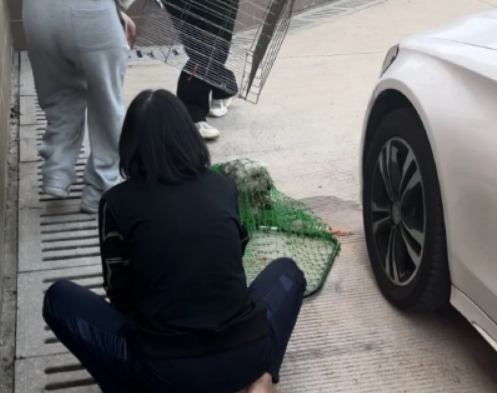 一只断腿流浪狗，被志愿者抓时突然想明白了