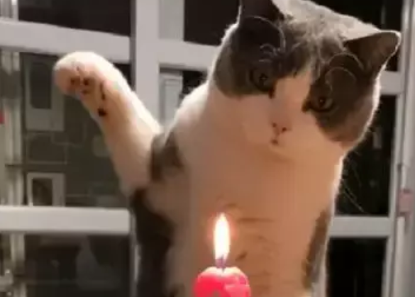 铲屎官给小猫过生日，猫咪一掌拍灭蜡烛，网友：这气场我给满分