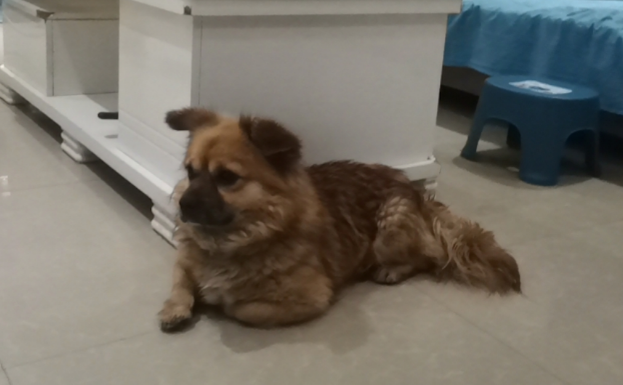 狗狗被主人遗弃2个月了，它依然在原地等待！