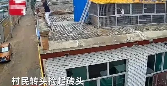 嚣张！河北一伙偷狗贼白天套狗，狗狗发出惨叫，村民屋顶怒砸砖块