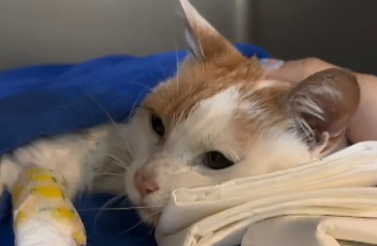 猫咪去世后她花上万元找宠物沟通师 结果扎心了