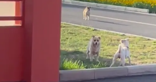 流浪狗妈妈将孩子托付给网友，就默默离开了，时隔百天再来看望它