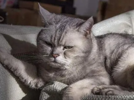猫咪的帽子戴不进去,主人说是因为猫胖,猫咪委屈的都要哭了 猫咪的帽子戴不进去,主人说是因为猫胖,猫咪委屈的都要哭了
