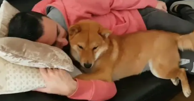 柴犬从小害怕打雷，主人抱着才敢睡