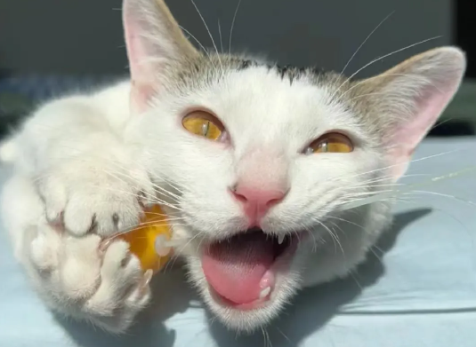 猫咪的姿势能有多匪夷所思,看完这些...要吓呆了! 猫咪的姿势能有多匪夷所思,看完这些...要吓呆了!