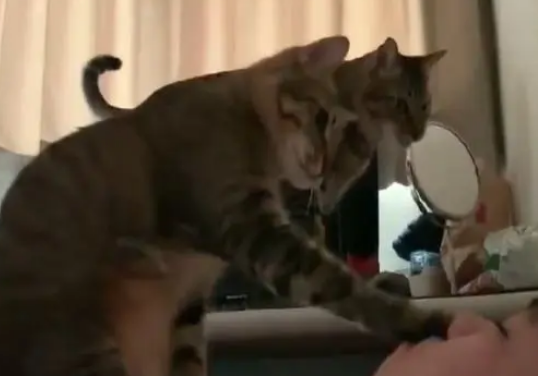 猫咪饿了主人还没起，进卧室坐主人胸口按嘴巴
