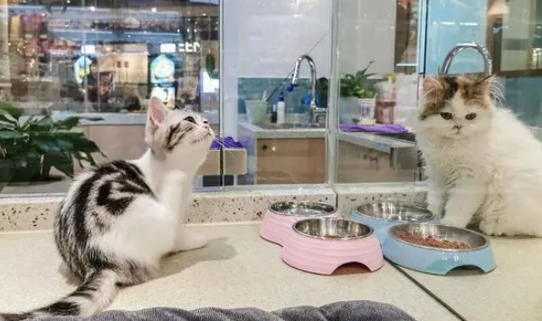 辽宁一小哥送餐到宠物店，狗狗们夹道欢迎，给小哥吓得默默退到店