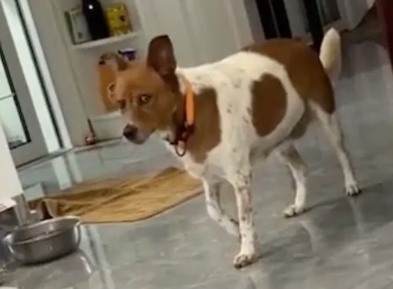 拉布拉多睡觉时突然“塌房”，监控拍下无辜小狗的真相！