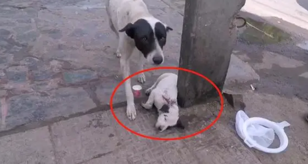 流浪小狗被撞伤，疼得大声叫喊，狗妈求助路人