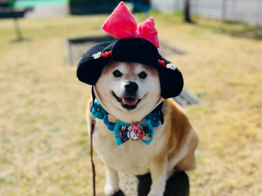 公园散步后，倔强柴犬耍赖不肯回家，铲屎官苦不堪言！